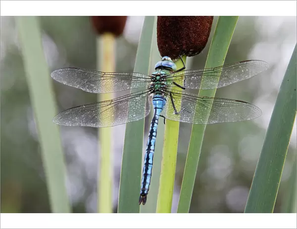 Emperor Dragonfly. France