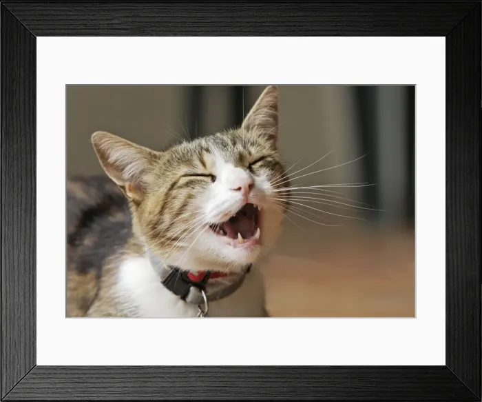 Framed Print : Cat - miaowing / calling Framed Print : Cat - miaowing / calling