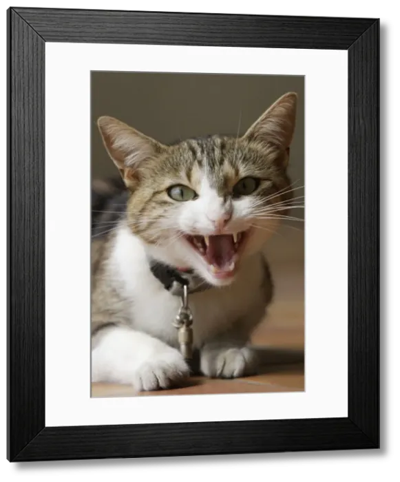 Framed Print : Cat - angry - hissing / snarling Framed Print : Cat - angry - hissing / snarling
