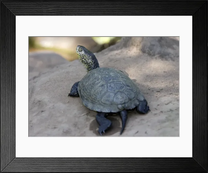Framed Print : European Pond Terrapin Framed Print : European Pond Terrapin