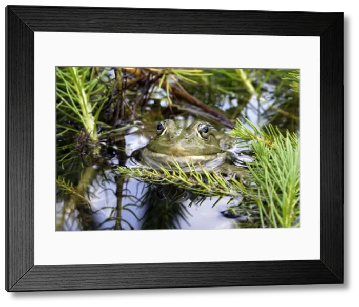 Framed Print : Edible / Green Frog - France Framed Print : Edible / Green Frog - France