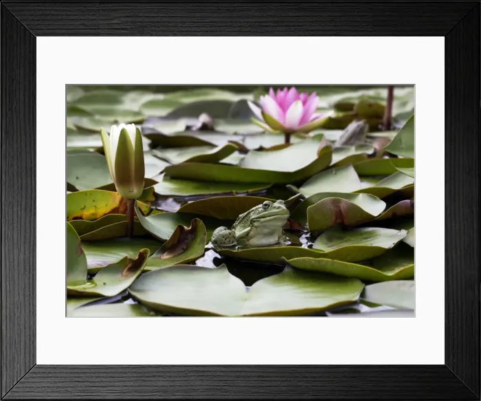 Framed Print : Edible / Green Frog - resting on lily pads. France Framed Print : Edible / Green Frog - resting on lily pads. France