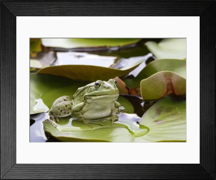 Framed Print : Edible / Green Frog - resting on lily pads. France Framed Print : Edible / Green Frog - resting on lily pads. France