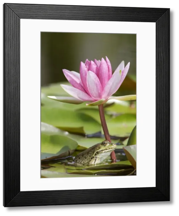 Framed Print : Edible / Green Frog - resting under pond lily flower. France Framed Print : Edible / Green Frog - resting under pond lily flower. France