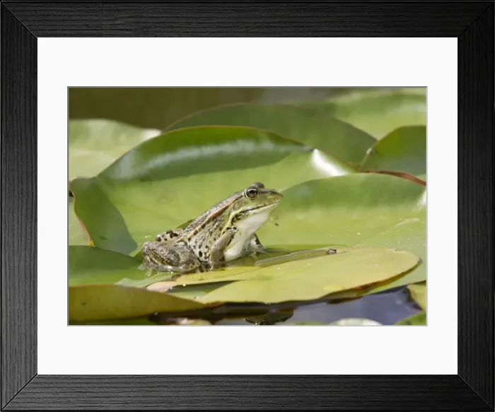 Framed Print : Edible / Green Frog - resting on lily pads. France Framed Print : Edible / Green Frog - resting on lily pads. France