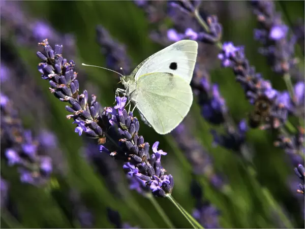 Large White - on lavendar