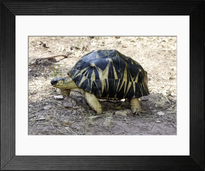 Framed Print : Radiated Tortoise Latin also Astrochelys radiata Framed Print : Radiated Tortoise Latin also Astrochelys radiata