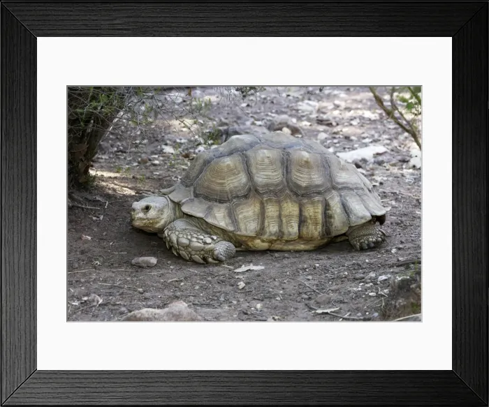 Framed Print : African Spurred Tortoise Framed Print : African Spurred Tortoise