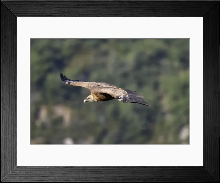 Framed Print : Eurasian Griffon Vulture - in flight. Drome - France Framed Print : Eurasian Griffon Vulture - in flight. Drome - France