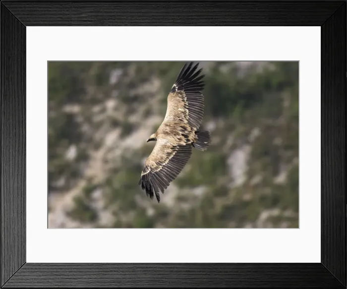 Framed Print : Eurasian Griffon Vulture - in flight. Drome - France Framed Print : Eurasian Griffon Vulture - in flight. Drome - France