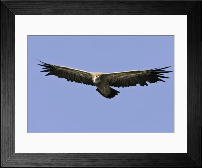 Framed Print : Eurasian Griffon Vulture - in flight. Drome - France Framed Print : Eurasian Griffon Vulture - in flight. Drome - France