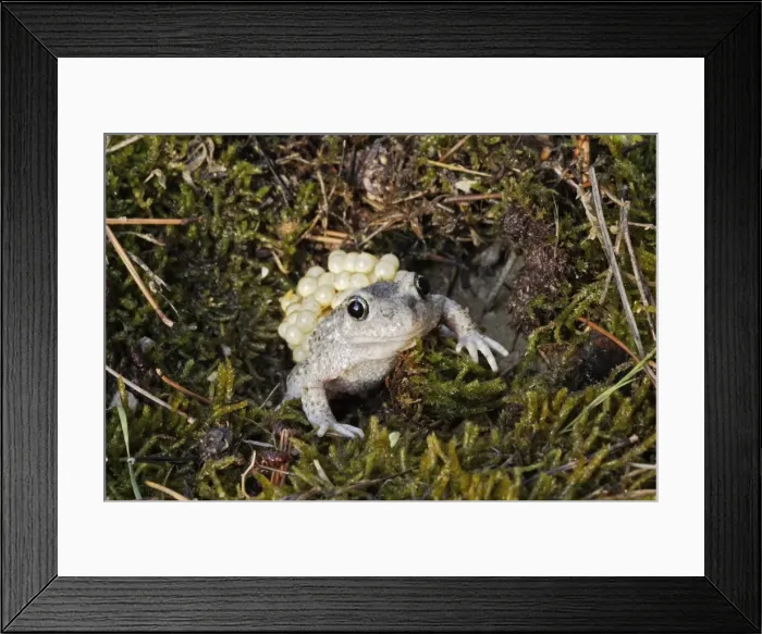 Framed Print : Midwife Toad - male carrying eggs on back. Vaucluse - France Framed Print : Midwife Toad - male carrying eggs on back. Vaucluse - France