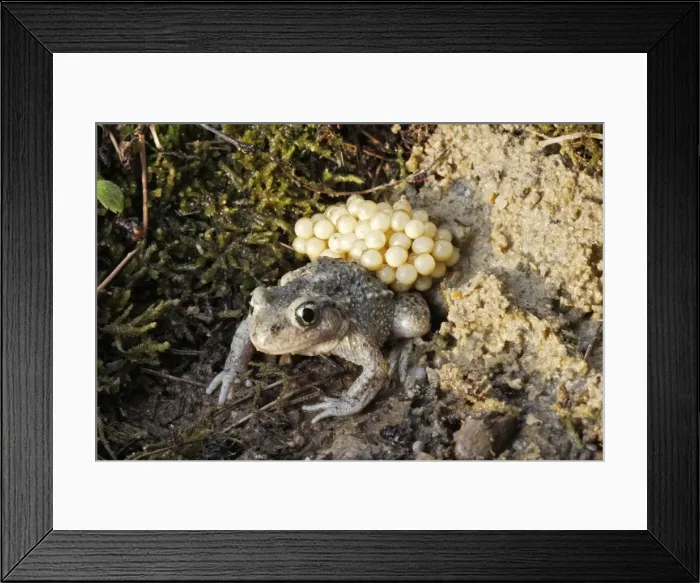 Framed Print : Midwife Toad - male carrying eggs on back. Vaucluse - France Framed Print : Midwife Toad - male carrying eggs on back. Vaucluse - France