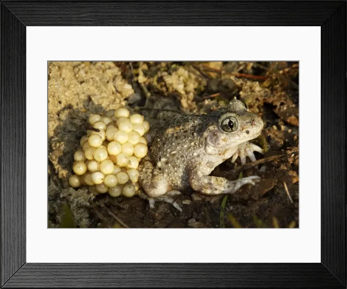 Framed Print : Midwife Toad - male carrying eggs on back. Vaucluse - France Framed Print : Midwife Toad - male carrying eggs on back. Vaucluse - France