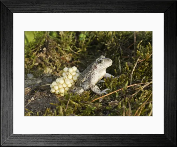 Framed Print : Midwife Toad - male carrying eggs on back. Vaucluse - France Framed Print : Midwife Toad - male carrying eggs on back. Vaucluse - France