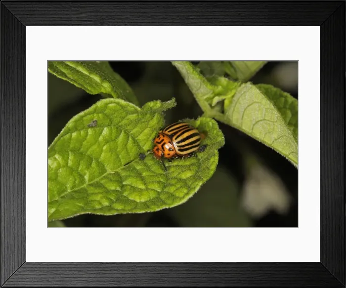 Framed Print : Colorado potato beetle. France Framed Print : Colorado potato beetle. France