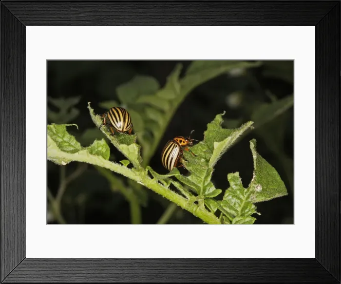 Framed Print : Colorado potato beetle - two. France Framed Print : Colorado potato beetle - two. France