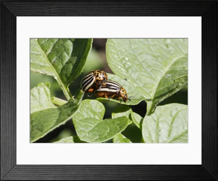 Framed Print : Colorado potato beetle - two. France Framed Print : Colorado potato beetle - two. France