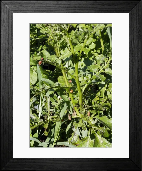 Framed Print : Colorado potato beetle - feeding. pest. France Framed Print : Colorado potato beetle - feeding. pest. France