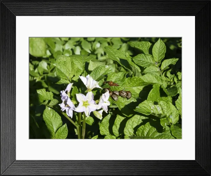 Framed Print : Colorado potato beetle - feeding. pest. France Framed Print : Colorado potato beetle - feeding. pest. France