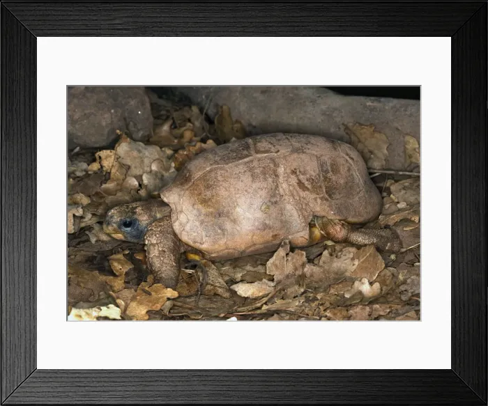 Framed Print : Bell's hingeback tortoise Framed Print : Bell's hingeback tortoise