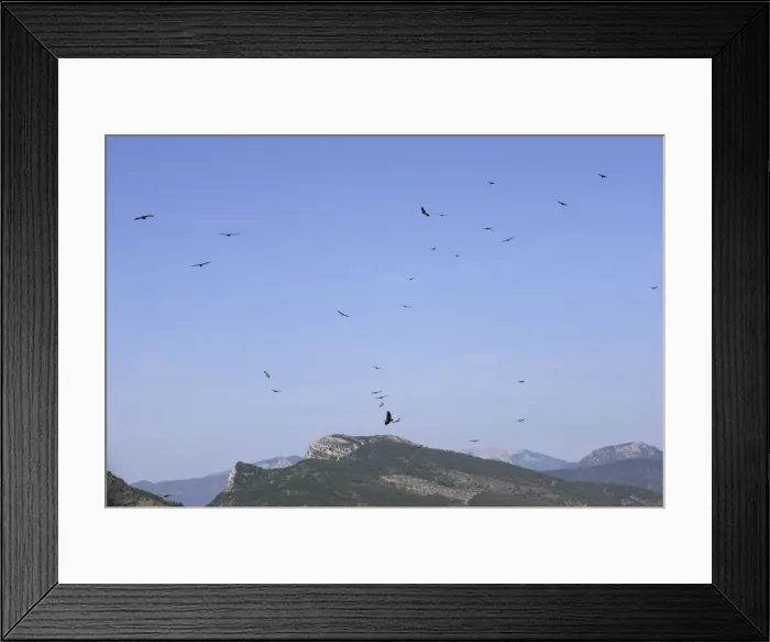 Framed Print : Eurasian Griffon Vulture - group in flight. Drome - France Framed Print : Eurasian Griffon Vulture - group in flight. Drome - France