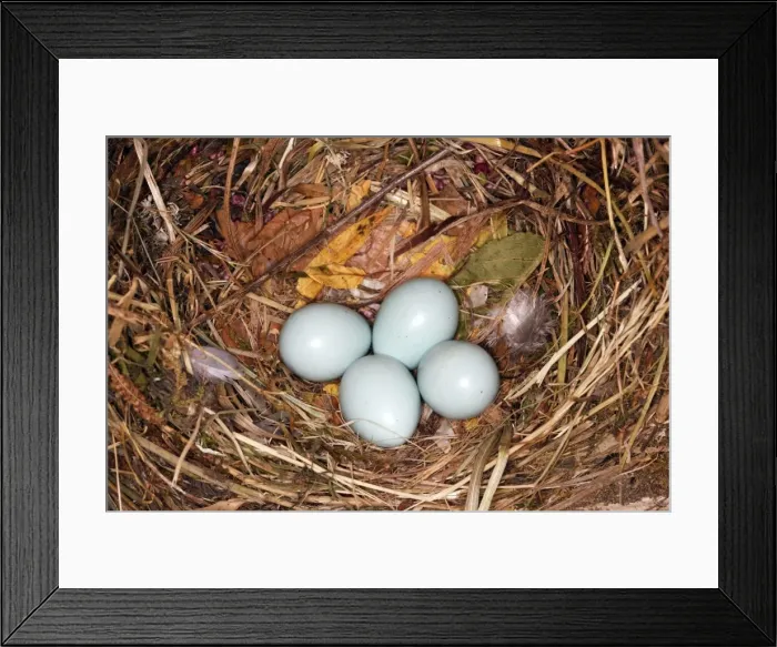 Framed Print : Starling - nest with four eggs Framed Print : Starling - nest with four eggs
