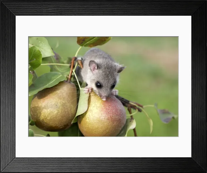 Framed Print : Fat / Edlible Dormouse. Alsace - France Framed Print : Fat / Edlible Dormouse. Alsace - France