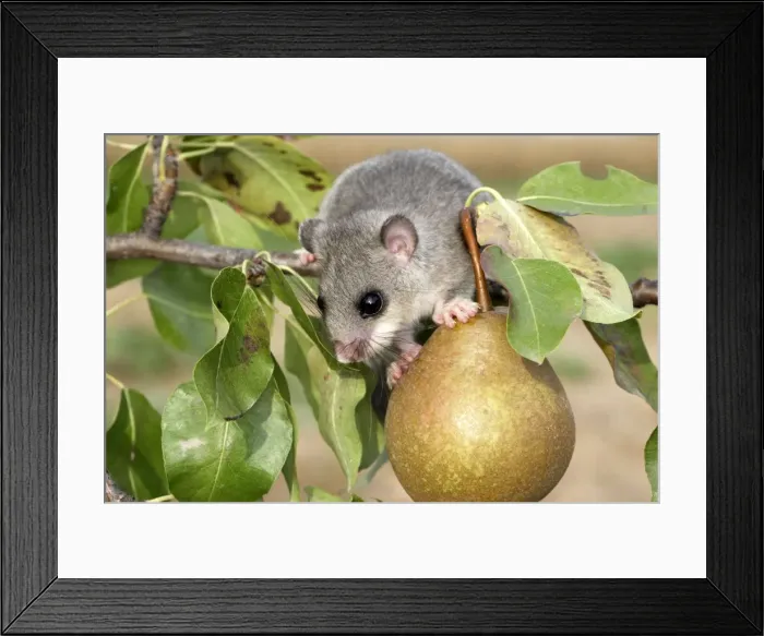 Framed Print : Fat  /  Edible Dormouse. Alsace - France