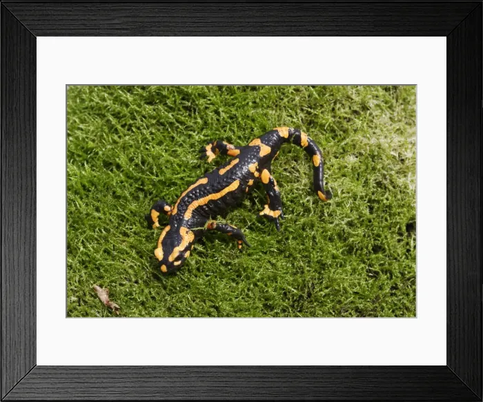 Framed Print : Barred fire salamander. Alsace - France Framed Print : Barred fire salamander. Alsace - France