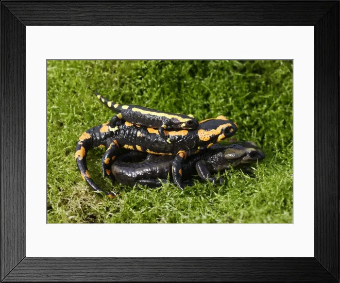Framed Print : Barred fire salamander - three. Alsace - France Framed Print : Barred fire salamander - three. Alsace - France