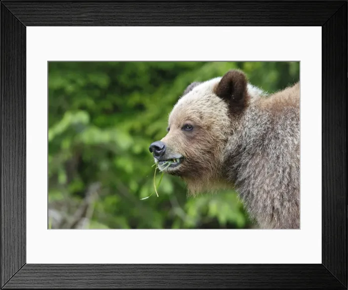 Framed Print : Grizzly Bear - eating grass in Spring. Khuzemateen Grizzly Bear Sanctuary - British Colombia - Canada