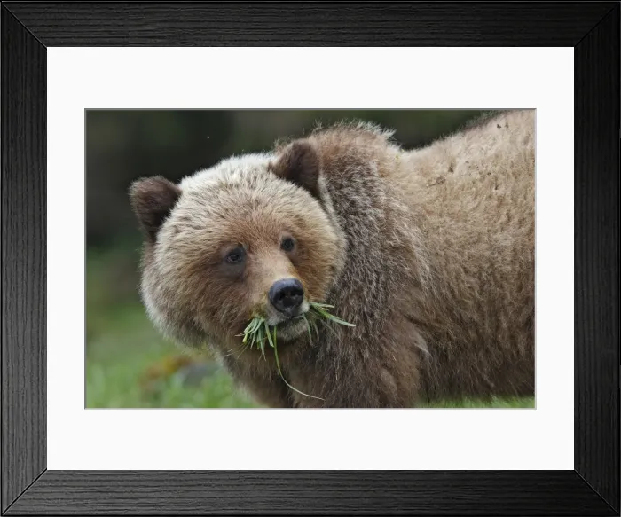 Framed Print : Grizzly Bear - eating grass in Spring. Khuzemateen Grizzly Bear Sanctuary - British Colombia - Canada Framed Print : Grizzly Bear - eating grass in Spring. Khuzemateen Grizzly Bear Sanctuary - British Colombia - Canada