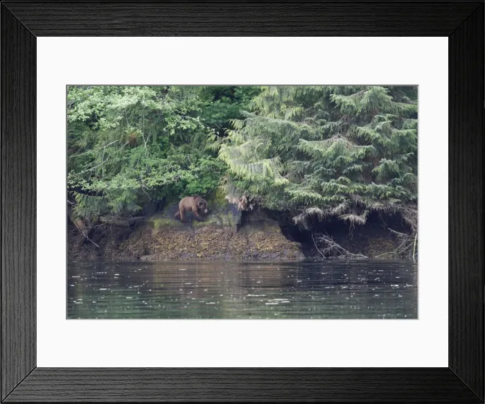 Framed Print : Grizzly Bear - walking by estuary. Khuzemateen Grizzly Bear Sanctuary - British Colombia - Canada Framed Print : Grizzly Bear - walking by estuary. Khuzemateen Grizzly Bear Sanctuary - British Colombia - Canada