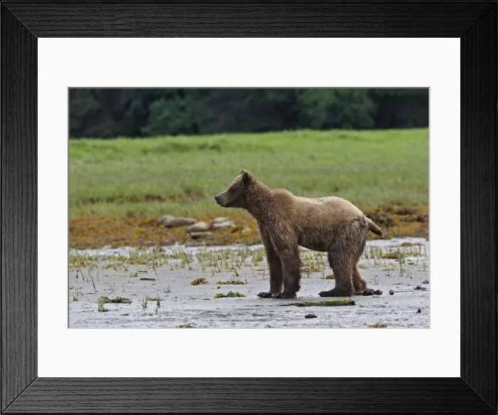 Framed Print : Grizzly Bear - on edge of estuary defecating. Khuzemateen Grizzly Bear Sanctuary - British Colombia - Canada Framed Print : Grizzly Bear - on edge of estuary defecating. Khuzemateen Grizzly Bear Sanctuary - British Colombia - Canada