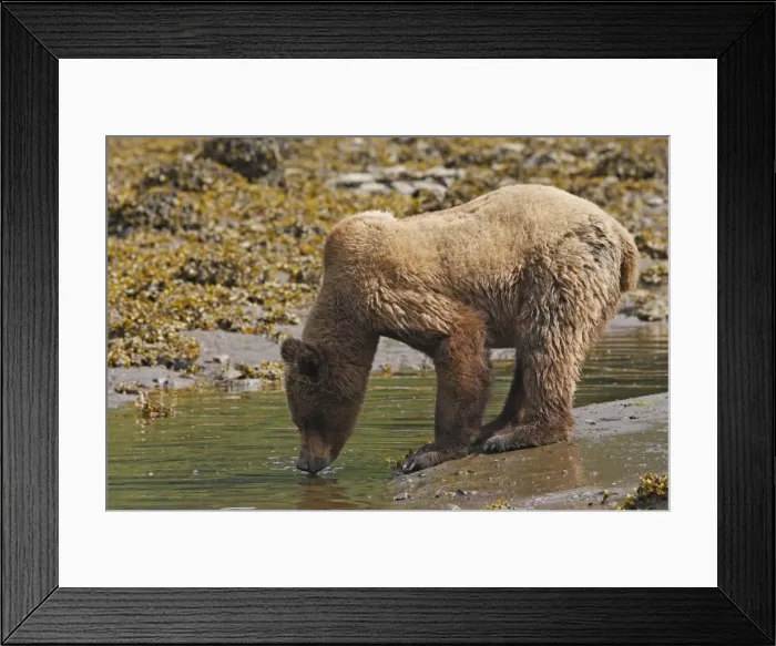 Framed Print : Grizzly Bear - drinking water. Khuzemateen Grizzly Bear Sanctuary - British Colombia - Canada Framed Print : Grizzly Bear - drinking water. Khuzemateen Grizzly Bear Sanctuary - British Colombia - Canada