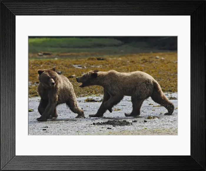 Framed Print : Grizzly Bear - two quarreling. Khuzemateen Grizzly Bear Sanctuary - British Colombia - Canada Framed Print : Grizzly Bear - two quarreling. Khuzemateen Grizzly Bear Sanctuary - British Colombia - Canada