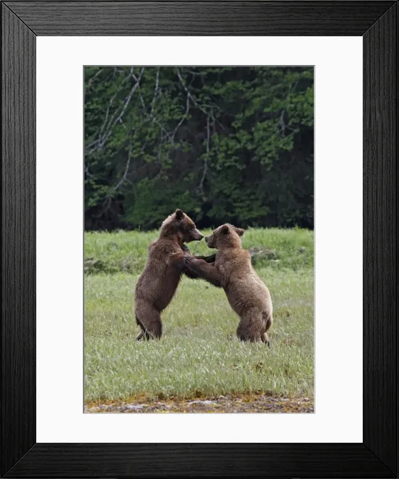 Framed Print : Grizzly Bear - two fighting. Khuzemateen Grizzly Bear Sanctuary - British Colombia - Canada Framed Print : Grizzly Bear - two fighting. Khuzemateen Grizzly Bear Sanctuary - British Colombia - Canada