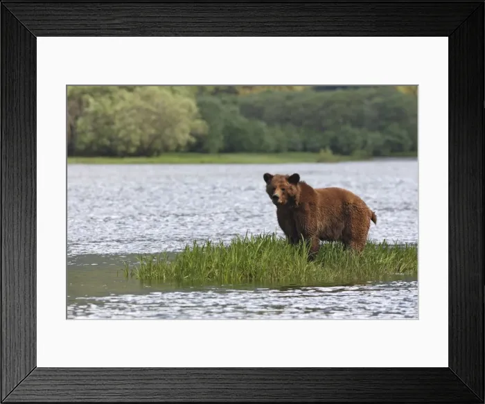 Framed Print : Grizzly Bear - standing on island of grass in estuary. Khuzemateen Grizzly Bear Sanctuary - British Colombia - Canada Framed Print : Grizzly Bear - standing on island of grass in estuary. Khuzemateen Grizzly Bear Sanctuary - British Colombia - Canada