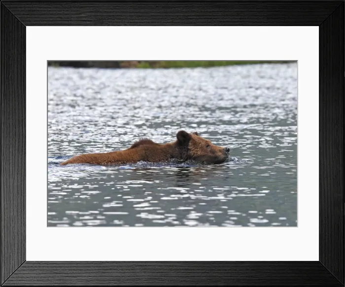 Framed Print : Grizzly Bear - swimming in estuary. Khuzemateen Grizzly Bear Sanctuary - British Colombia - Canada Framed Print : Grizzly Bear - swimming in estuary. Khuzemateen Grizzly Bear Sanctuary - British Colombia - Canada