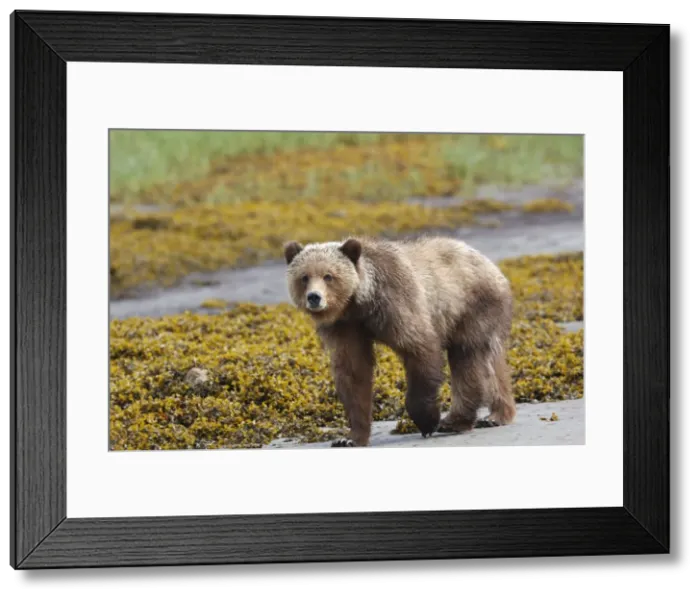 Framed Print : Grizzly Bear - walking by estuary. Khuzemateen Grizzly Bear Sanctuary - British Colombia - Canada Framed Print : Grizzly Bear - walking by estuary. Khuzemateen Grizzly Bear Sanctuary - British Colombia - Canada