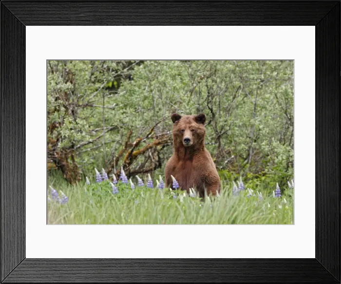 Framed Print : Grizzly Bear - on hind legs looking over grass & flowers. Khuzemateen Grizzly Bear Sanctuary - British Colombia - Canada Framed Print : Grizzly Bear - on hind legs looking over grass & flowers. Khuzemateen Grizzly Bear Sanctuary - British Colombia - Canada