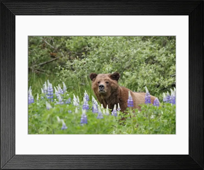 Framed Print : Grizzly Bear - looking over grass & flowers. Khuzemateen Grizzly Bear Sanctuary - British Colombia - Canada Framed Print : Grizzly Bear - looking over grass & flowers. Khuzemateen Grizzly Bear Sanctuary - British Colombia - Canada