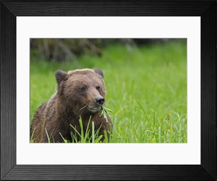 Framed Print : Grizzly Bear - eating grass in Spring. Khuzemateen Grizzly Bear Sanctuary - British Colombia - Canada Framed Print : Grizzly Bear - eating grass in Spring. Khuzemateen Grizzly Bear Sanctuary - British Colombia - Canada