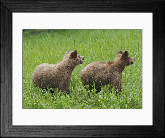 Framed Print : Grizzly Bear - two cubs eating grass. Khuzemateen Grizzly Bear Sanctuary - British Colombia - Canada Framed Print : Grizzly Bear - two cubs eating grass. Khuzemateen Grizzly Bear Sanctuary - British Colombia - Canada