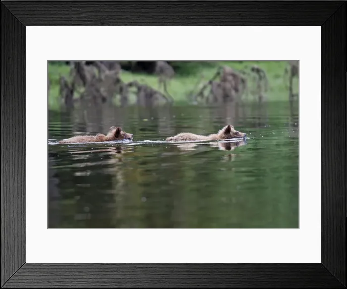 Framed Print : Grizzly Bear - two cubs swimming in estuary. Khuzemateen Grizzly Bear Sanctuary - British Colombia - Canada Framed Print : Grizzly Bear - two cubs swimming in estuary. Khuzemateen Grizzly Bear Sanctuary - British Colombia - Canada