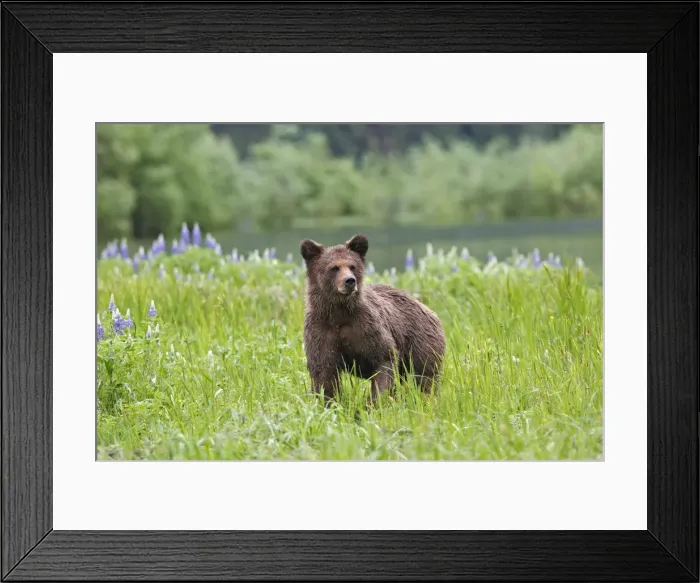 Framed Print : Grizzly Bear - wet - by estuary. Khuzemateen Grizzly Bear Sanctuary - British Colombia - Canada Framed Print : Grizzly Bear - wet - by estuary. Khuzemateen Grizzly Bear Sanctuary - British Colombia - Canada