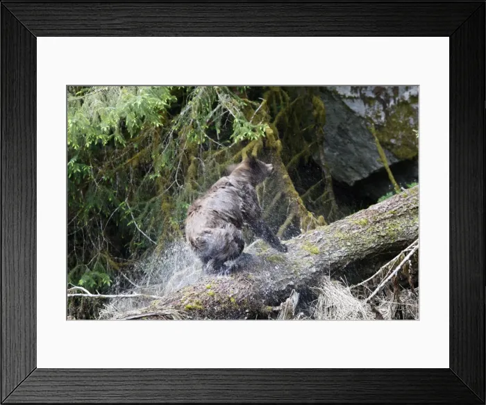 Framed Print : Grizzly Bear - on fallen tree trunk shaking water off. Khuzemateen Grizzly Bear Sanctuary - British Colombia - Canada Framed Print : Grizzly Bear - on fallen tree trunk shaking water off. Khuzemateen Grizzly Bear Sanctuary - British Colombia - Canada