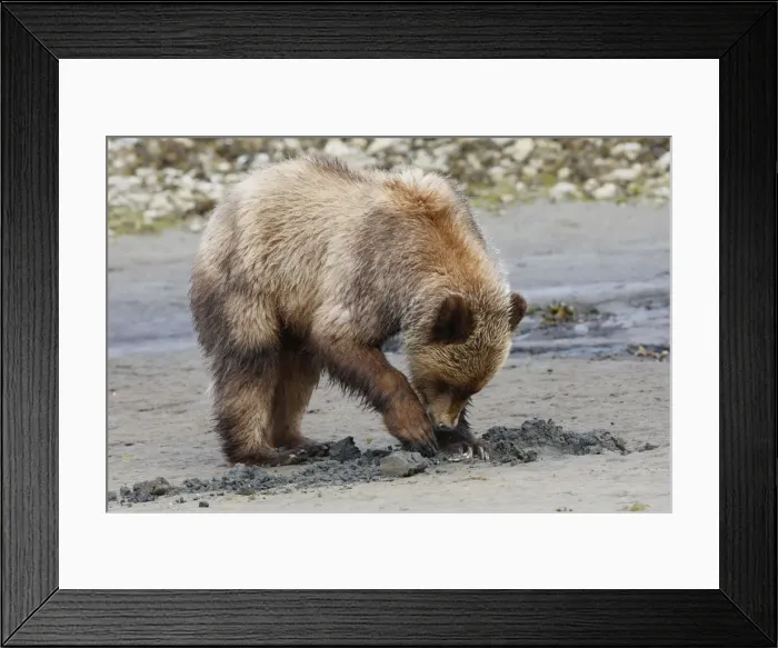Framed Print : Grizzly Bear - eating clams on estuary beach. Khuzemateen Grizzly Bear Sanctuary - British Colombia - Canada Framed Print : Grizzly Bear - eating clams on estuary beach. Khuzemateen Grizzly Bear Sanctuary - British Colombia - Canada