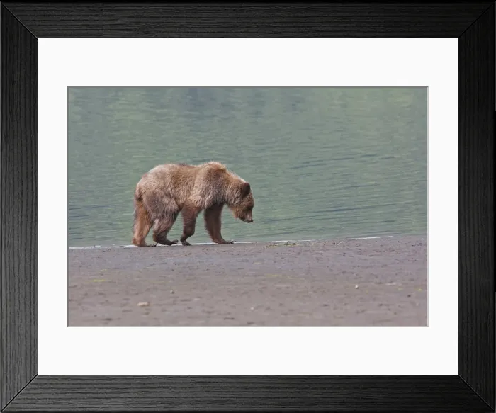 Framed Print : Grizzly Bear - walkding along estuary beach. Khuzemateen Grizzly Bear Sanctuary - British Colombia - Canada Framed Print : Grizzly Bear - walkding along estuary beach. Khuzemateen Grizzly Bear Sanctuary - British Colombia - Canada
